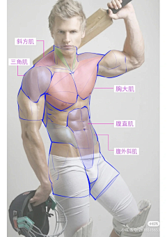 别给我推你那破ai了采集到肌肉结构