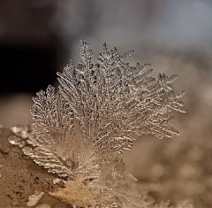 无语的境界采集到雪花的美