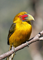 phototoartguy:

Araçari-banana - Saffron Toucanet (Pteroglossus bailloni) by claudio.marcio2 on Flickr
☛ http://flic.kr/p/9v4veY