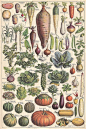 jomobimo: “ Vegetables, Plate from the Larousse Universel in two volumes, 1922. Légumes et plantes potagères 1 by Ωméga * on Flickr. ”: 