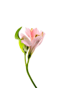 自然,影棚拍摄,花,茎,叶子_126157079_Close-up of a flower_创意图片_Getty Images China