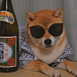 狗勾自拍头像​​​