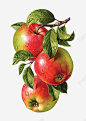 苹果油画 免费下载 页面网页 平面电商 创意素材