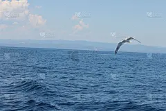 海鸥,海洋,蓝色背景,在上面,鷸形目,张开翅膀,天空,美,风,水平画幅