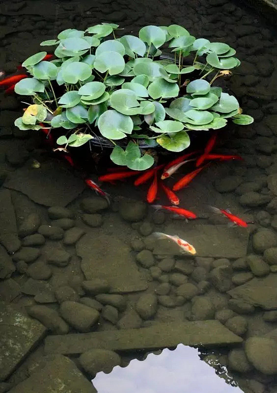 池塘 · 庭院