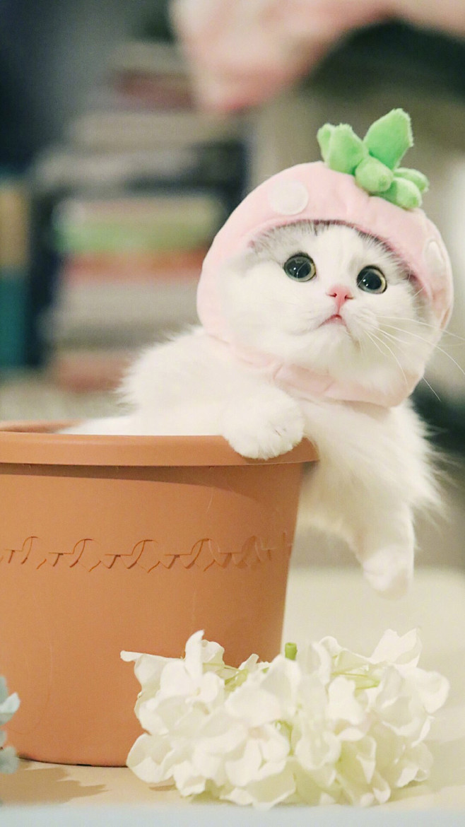 猫 狗 兔子 萌宠 宠物 摄影 写真