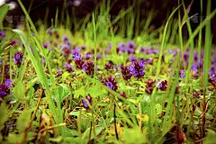 在一个阳光明媚的夏日，绿色草地中的空地上盛开着紫色的花朵