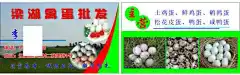 蛋品批发名片,蛋品,,批发,,,名片,cdr,白色,精品名片卡,精品模板,模板素材,网,模板网站,模板下载编号1494275@北坤人素材