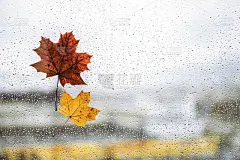 秋天的日子里，落寞的枫叶落在窗前，落下雨滴。孤独的概念。