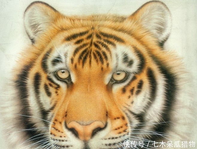 老虎手绘的搜索结果_360图片