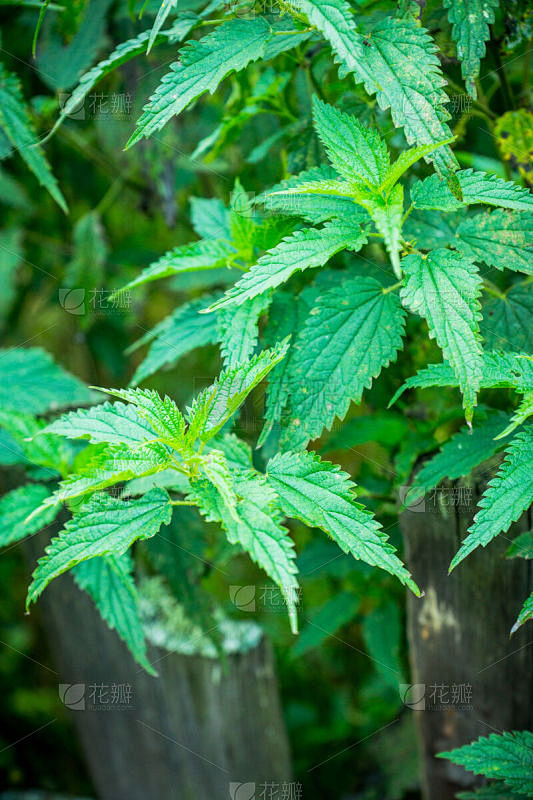 植物,刺荨麻,森林,健康保健,清新,药,春天,园林,夏天,户外