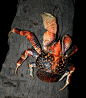 椰子蟹  分布在整个印度洋和西太平洋的海域，它们生活于海边附近的热带树林中，善于爬树，能爬到椰子树、棕榈、栲树等的树顶，离地面可达18米。喜食椰子或露兜树的果实，也经常吃动物尸体、腐肉或各种植物。平时在陆地上生活，但到繁殖季节却要回到海里，其幼体在海水中成长。
