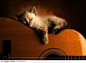 睡在吉他上的猫咪