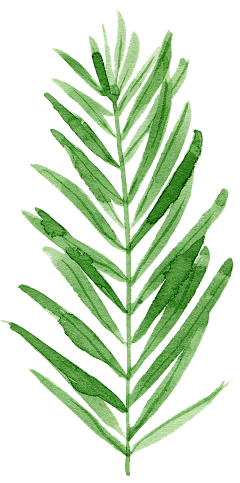詁譩哋ヤ邂逅采集到花草树木