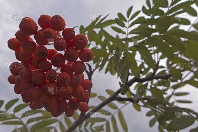 花楸(Sorbus aucuparia)也叫山梣树。它是一种来自玫瑰科的白佩兰属植物。它属于梨科植物
