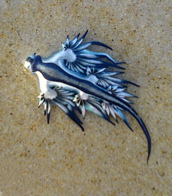 Blue Dragon Nudibran...