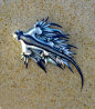 Blue Dragon Nudibranch