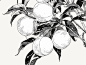 yuanhaoyang_Three_or_five_peaches_peaches_attached_to_branches__d6b57ae6-ac25-4a9c-a25d-41fe69672672