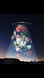 超现实主义 鲜花UFO  |  壁纸 背景图 