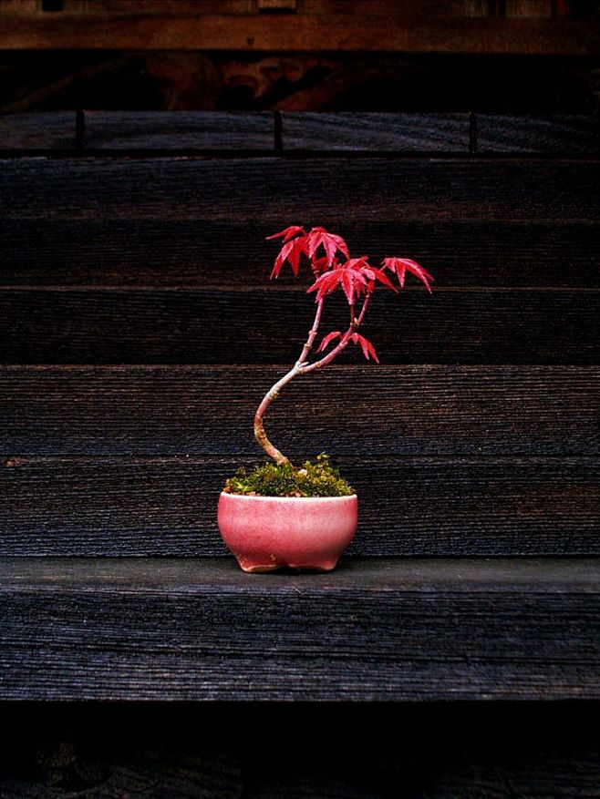 Bonsai