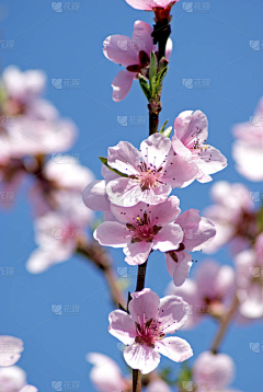 花瓣素材-风景素材采集到春天-图片