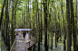 水上森林公园临时展亭，杭州 / 已知建筑 : 以最大的程度融入自然
