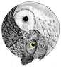 Owl ying yang