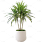 植物通用实景盆栽绿植元素素材