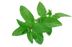 PNG 薄荷叶 植物 叶子 (9)