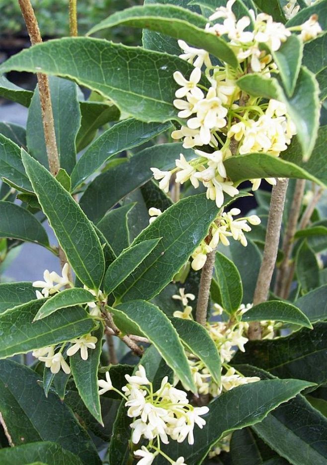 tea olive (osmanthus...