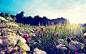 General 2560x1600 nature flowers plants macro sunlight thistles