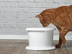 点击来源直接获取大图文件 |口渴的姜黄色猫咪从宠物饮水器喝水。侧面视角，有留白空间。