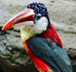28种你可能从未见过的耀眼珍奇鸟类，附世界鸟类之最，涨姿势！