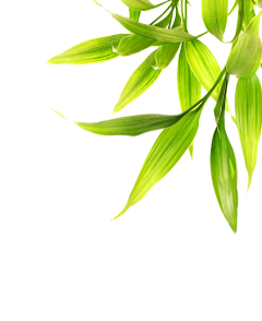 王大俗特俗采集到免扣素材
