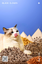 猫粮丨黑云产品摄影摄影设计