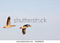 Greylag Geese flying against the sky - stock photo