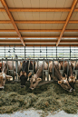 Cow Shed in Saint-Jean-sur-Richelieu - La Shed Architecture  | Arquitectura Viva