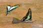 2007·三上四面山－－几只蝴蝶
