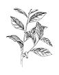 绘制,枝,茶树,茶,饮料图片ID:VCG211302450846