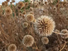 大蓟的干花。野生生长的沙棘干花
