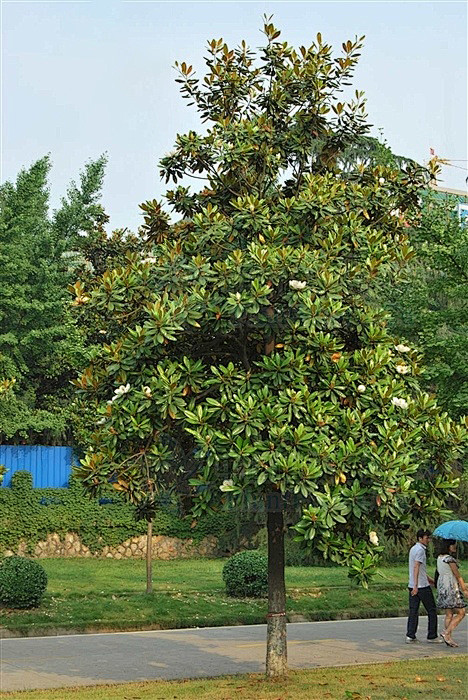 广玉兰