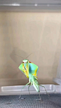 Mantis Transformation by nature_now IG