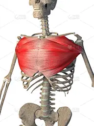 3d插图的胸大肌在白色背景