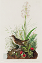 美国鸟类：茶色画眉