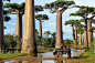 世界上最美的16棵树｜马达加斯加的猴面包树
