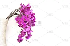 兰花,花瓶,白色背景,粉色,分离着色,蝴蝶兰,母亲节,美,贺卡,禅宗