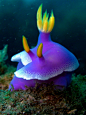 #subaquatique #Nudibranche | Monde du silence | Pinterest