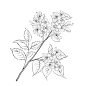 Outline of blooming sakura isolated over white background white cherry flower wedding romantic bouquet