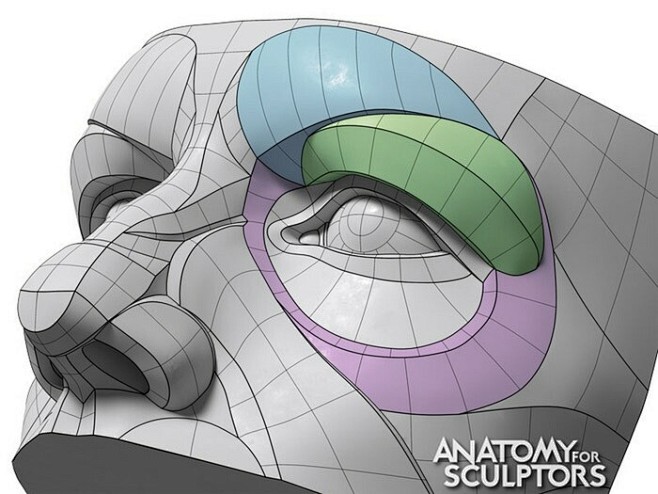 anatomy-for-sculptor...