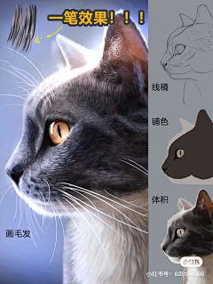 琉の璃采集到画猫